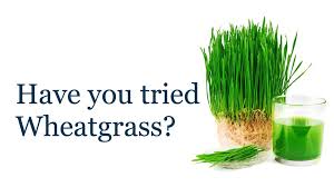 nutrition in wheatgrass, 
uses for wheatgrass powder