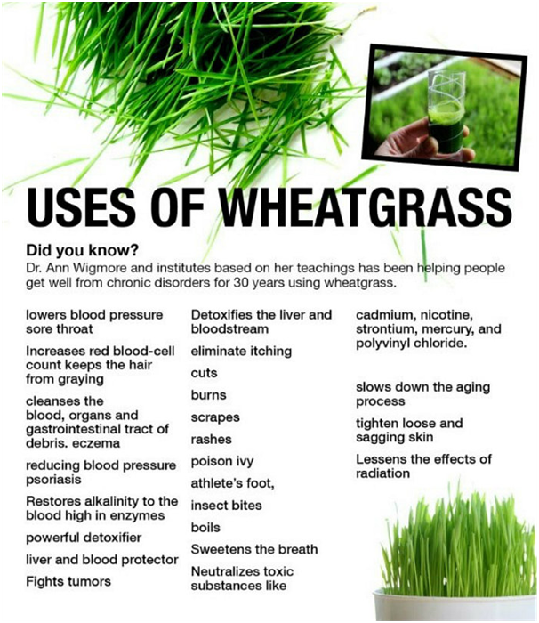 uses of wheatgrass juice,
top 12 benefits of wheatgrass